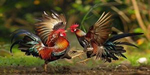Đá Gà Thomo 23win- Đỉnh Cao Giải Trí Và Cược Thắng Lớn