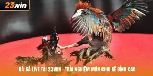 Đá Gà Live Tại 23WIN - Trải Nghiệm Màn Chọi Kê Đỉnh Cao
